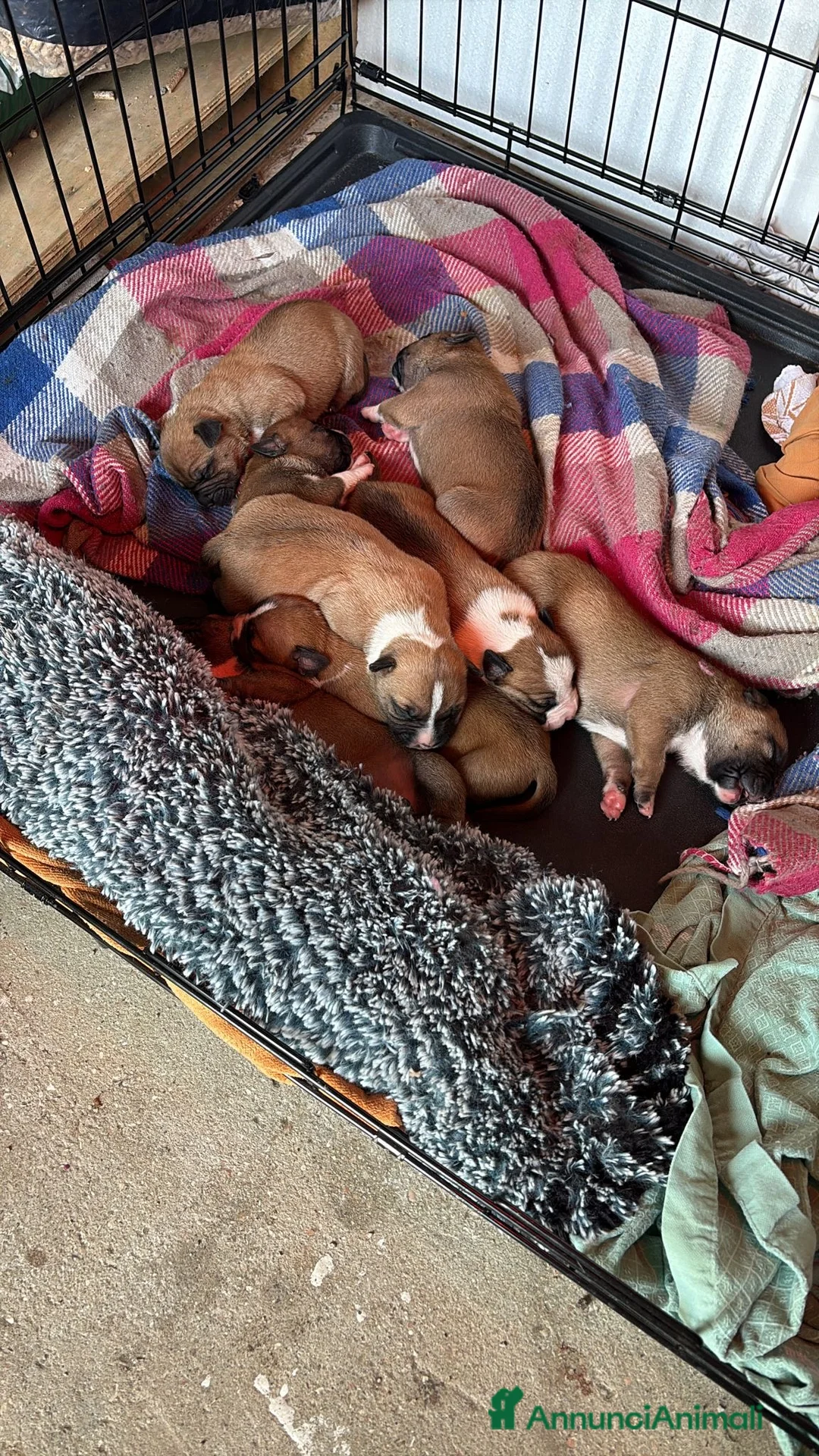 American Staffordshire cani in vendita: Cuccioli di Amstaff a Provincia di Ravenna - Annuncio 1