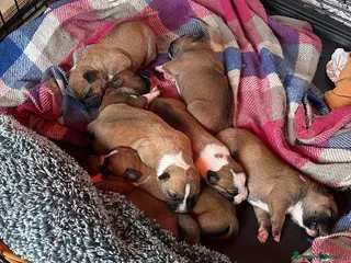 American Staffordshire cani Cuccioli di Amstaff - Annuncio 8