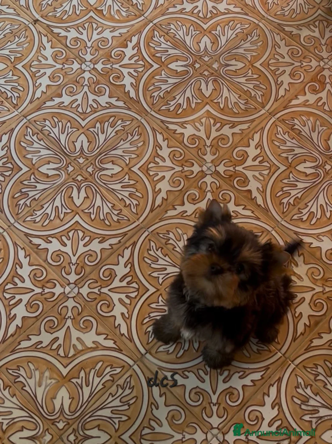 Yorkshire cani in vendita: Yorkshire terrier - Annuncio 2