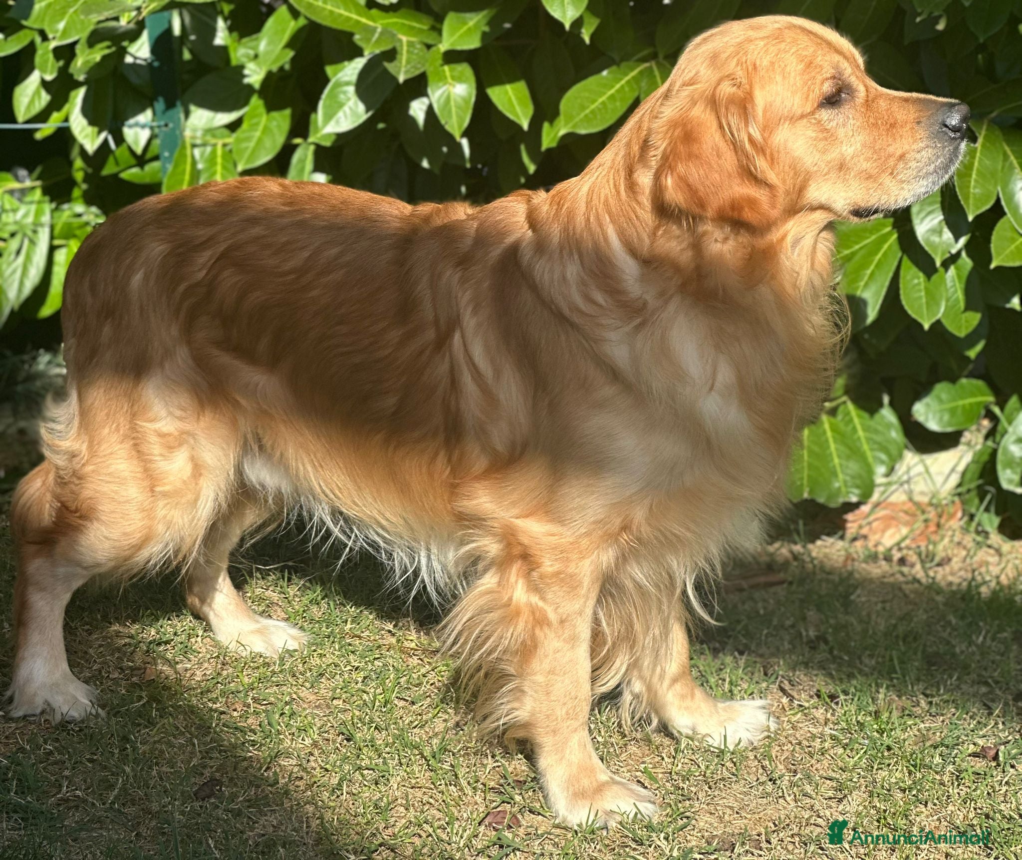 Golden Retriever cani Cerco fidanzata - Annuncio 2