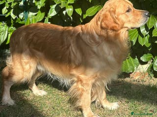 Golden Retriever cani Cerco fidanzata - Annuncio 3