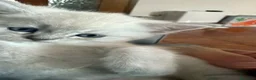 Scottish gatti in vendita: Gattino schottish bianco con occhi azzurri - Annuncio 11