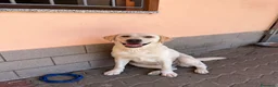 Labrador cani in vendita: Cucciolona con pedigree di 14 mesi a Città Metropolitana di Torino - Annuncio 2