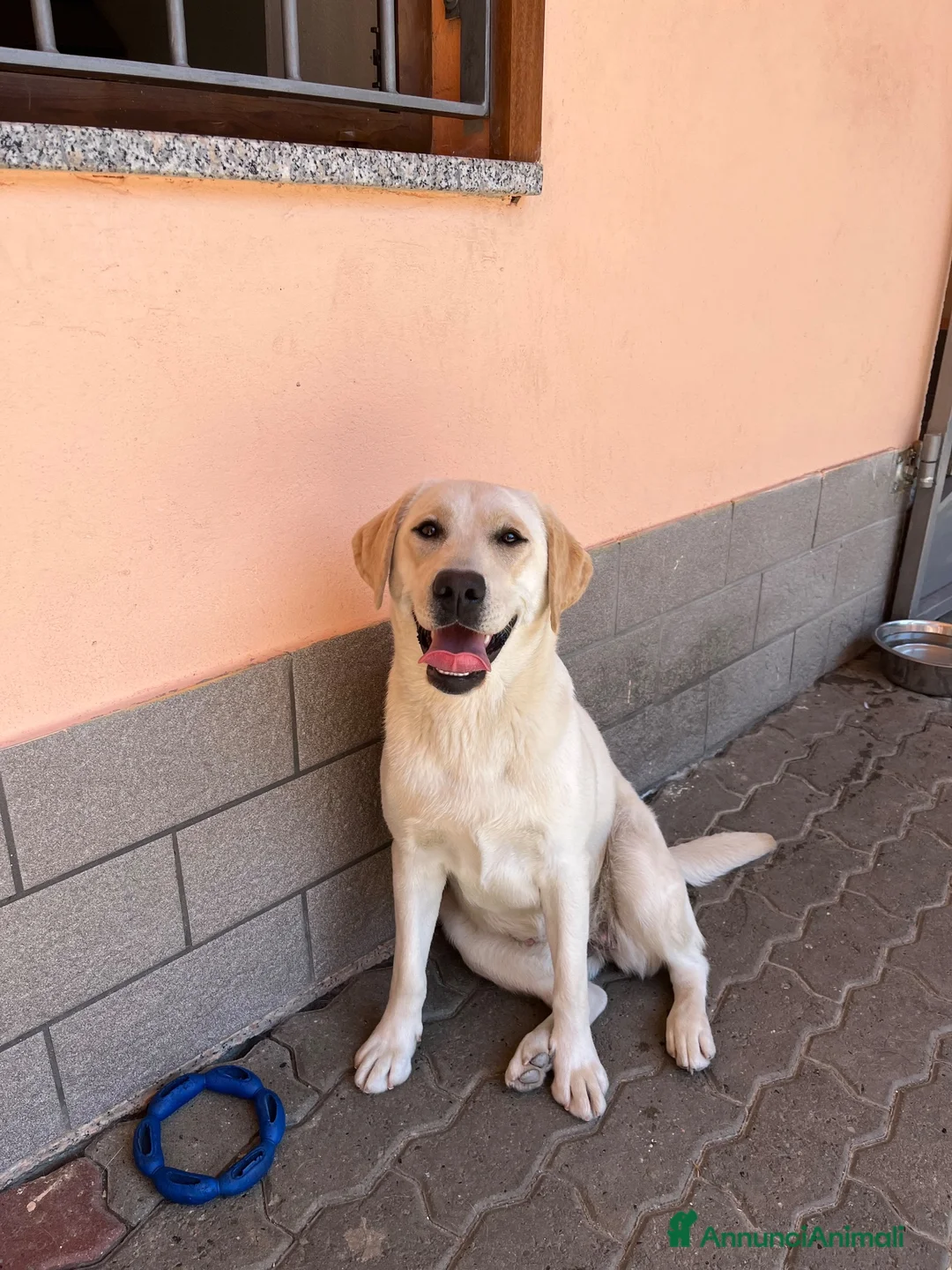 Labrador cani in vendita: Cucciolona con pedigree di 14 mesi a Città Metropolitana di Torino - Annuncio 2