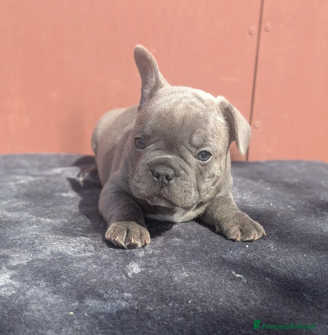 Bulldog Francese cani in vendita: Bulldog francesi blu and tan - Annuncio 7
