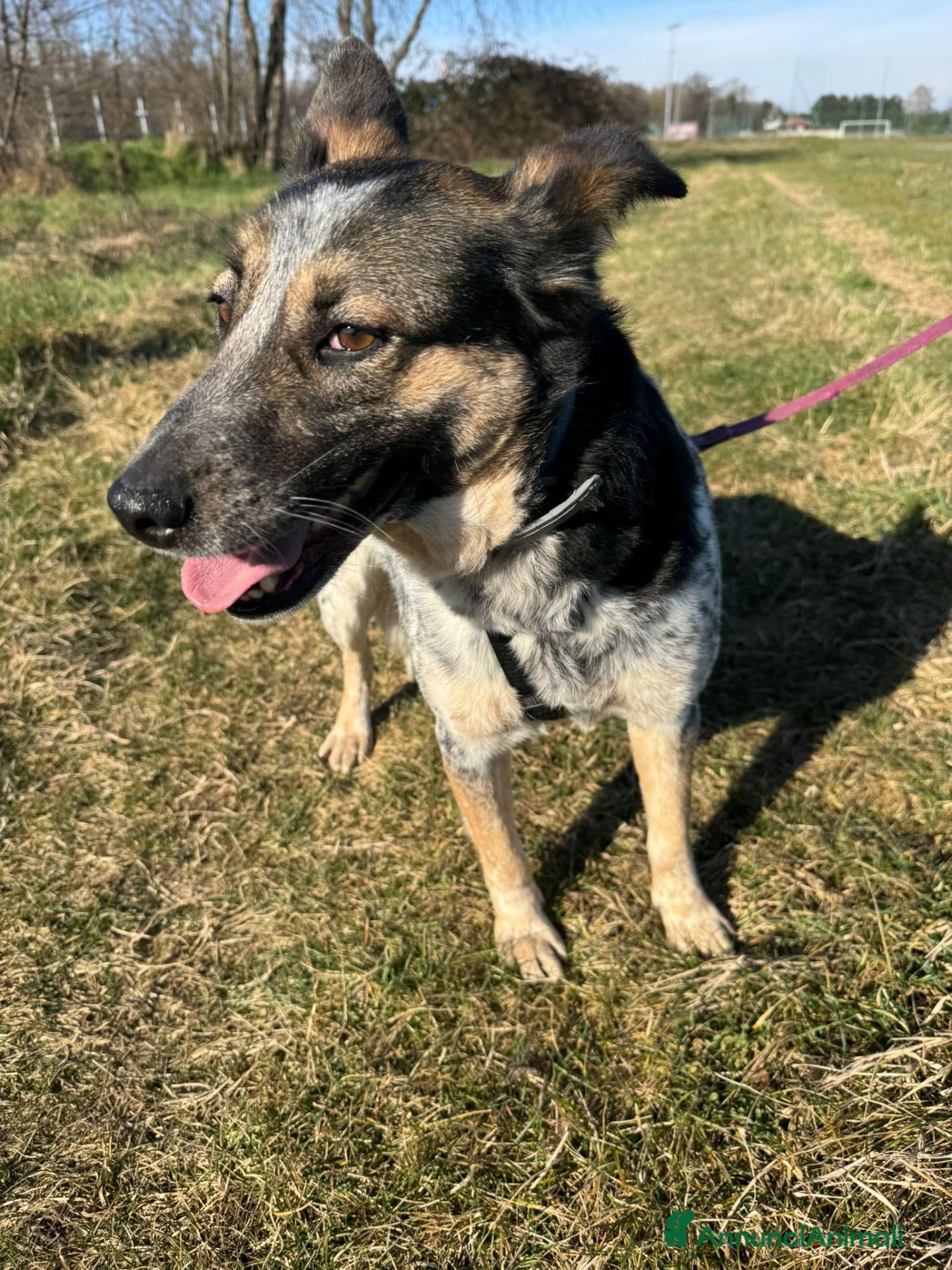 Meticcio cani Divy, splendida meticcia tranquilla  - Annuncio 20