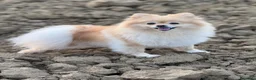Spitz cani in vendita: Splendidi esemplari di Spitz Pomerania di 2 anni a Città Metropolitana di Bologna - Annuncio 15
