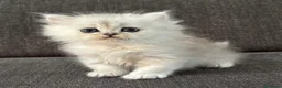 Persiano gatti in vendita: Gattini cuccioli persiano  - Annuncio 10