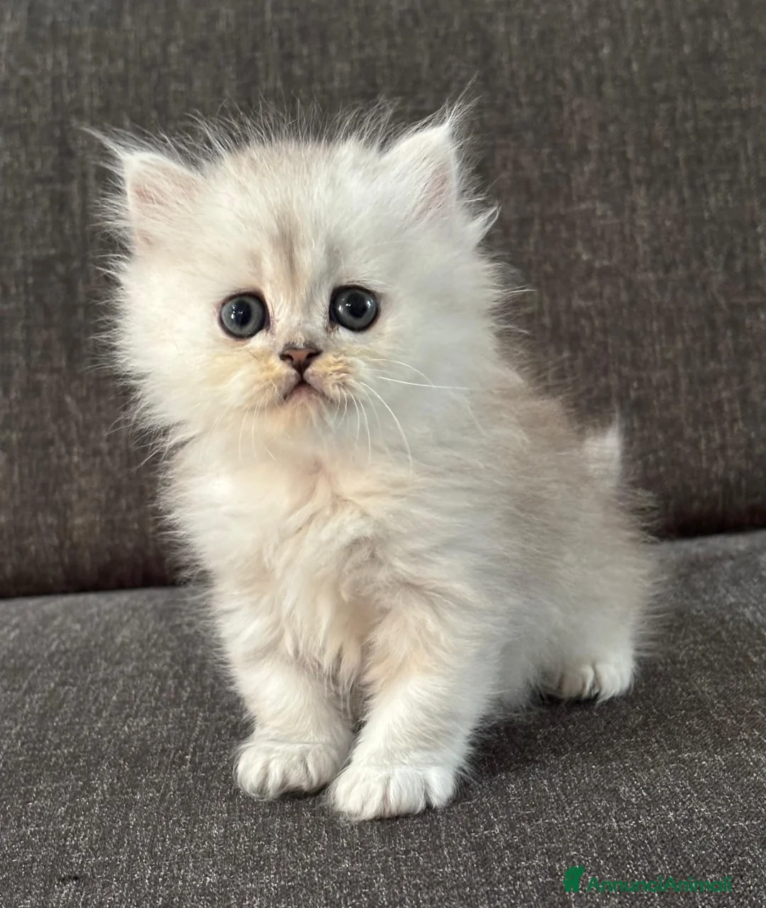 Persiano gatti in vendita: Gattini cuccioli persiano  - Annuncio 10