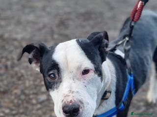 Pitbull cani UNA MAMMA PER JACK - Annuncio 17