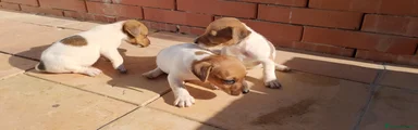 Jack Russell 2