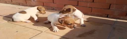 Jack Russell cani in vendita: Cuccioli di jack russell  a Libero consorzio comunale di Trapani - Annuncio 3