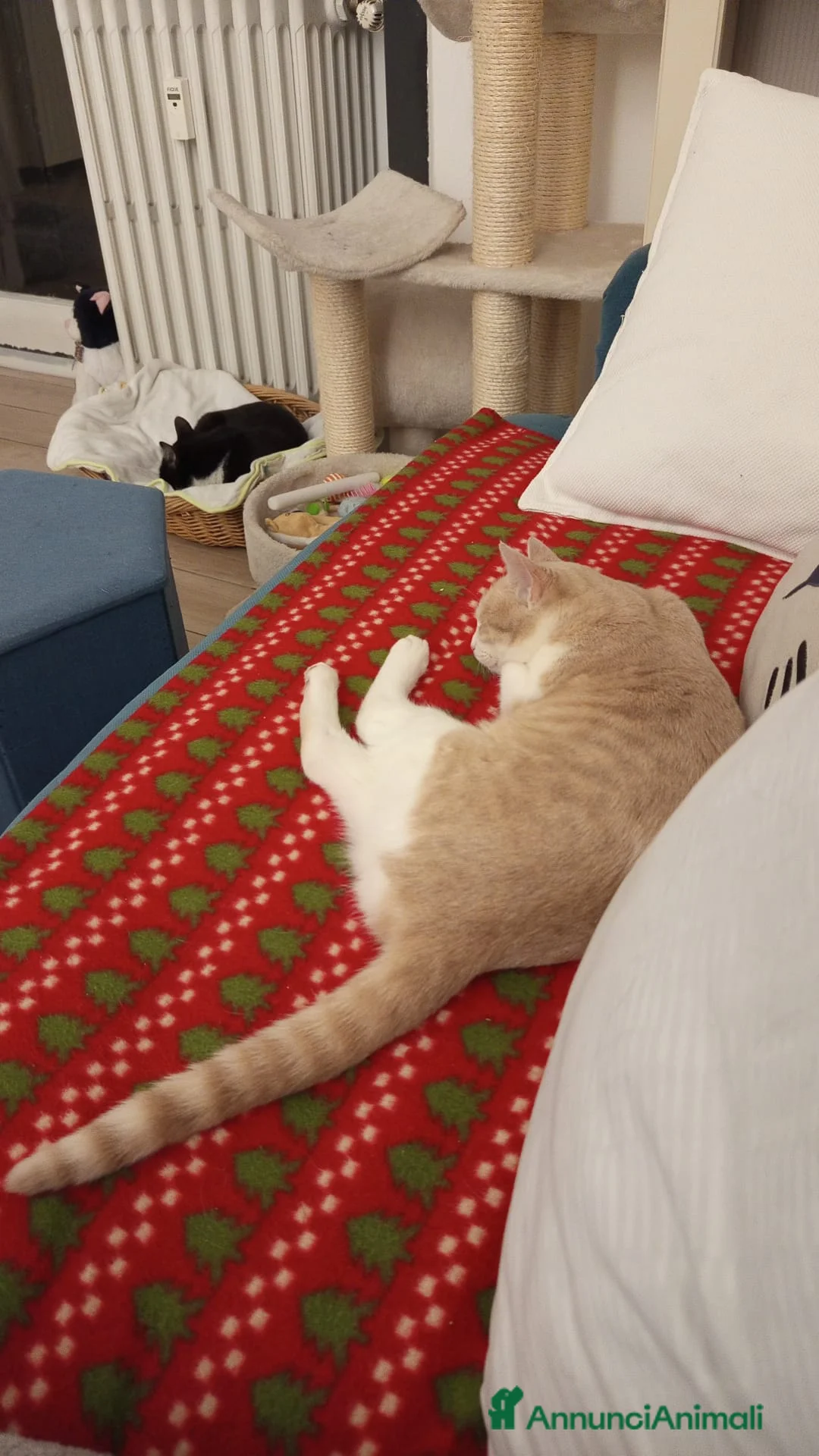 Meticcio gatti in regalo: CHI ADOTTA LA BELLA PIMPI? - Annuncio 2