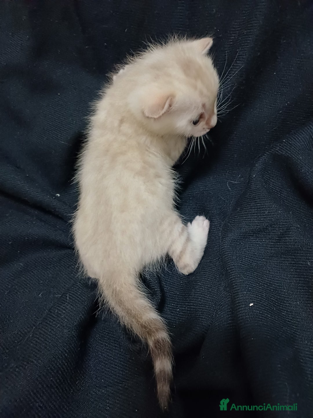 Bengala gatti in vendita: Gatto del Bengala - Annuncio 2