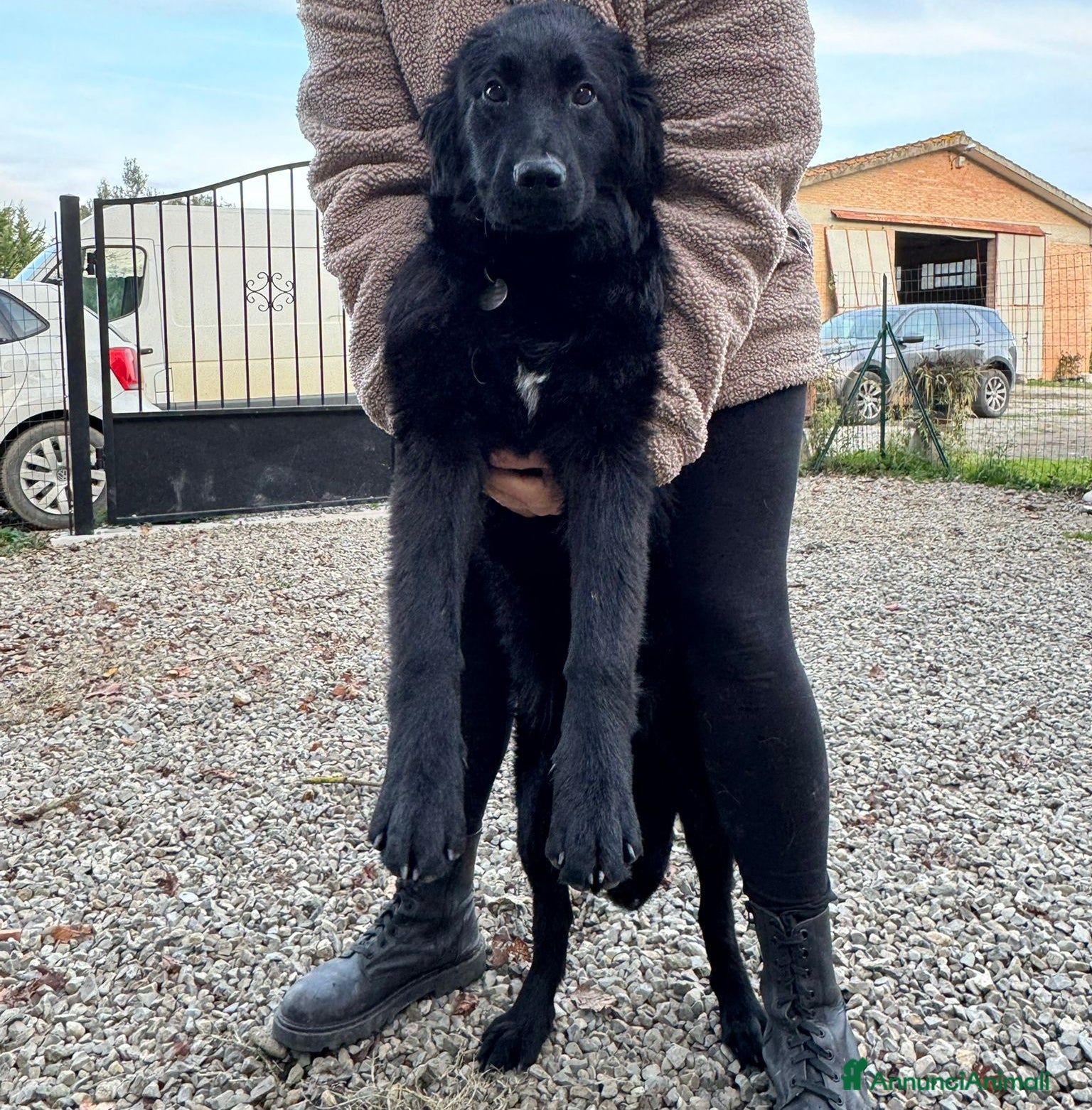 Meticcio cani Peggie: 8 mesi taglia media socievole  - Annuncio 3