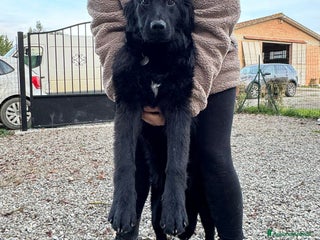 Meticcio cani Peggie: 8 mesi taglia media socievole - Annuncio 5