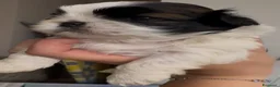 Shih Tzu cani in vendita: Cuccioli di Shih Tzu - Annuncio 6