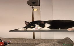 Europeo gatti in regalo: Gattina bellissima cerca casa a Provincia di Frosinone - Immagine 5