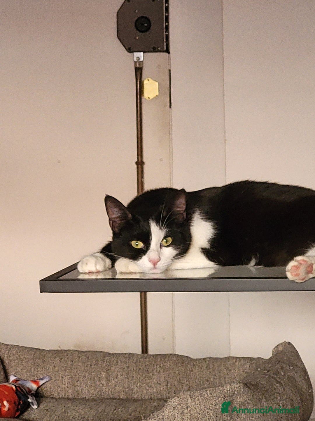 Europeo gatti in regalo: Gattina bellissima cerca casa a Provincia di Frosinone - Immagine 5