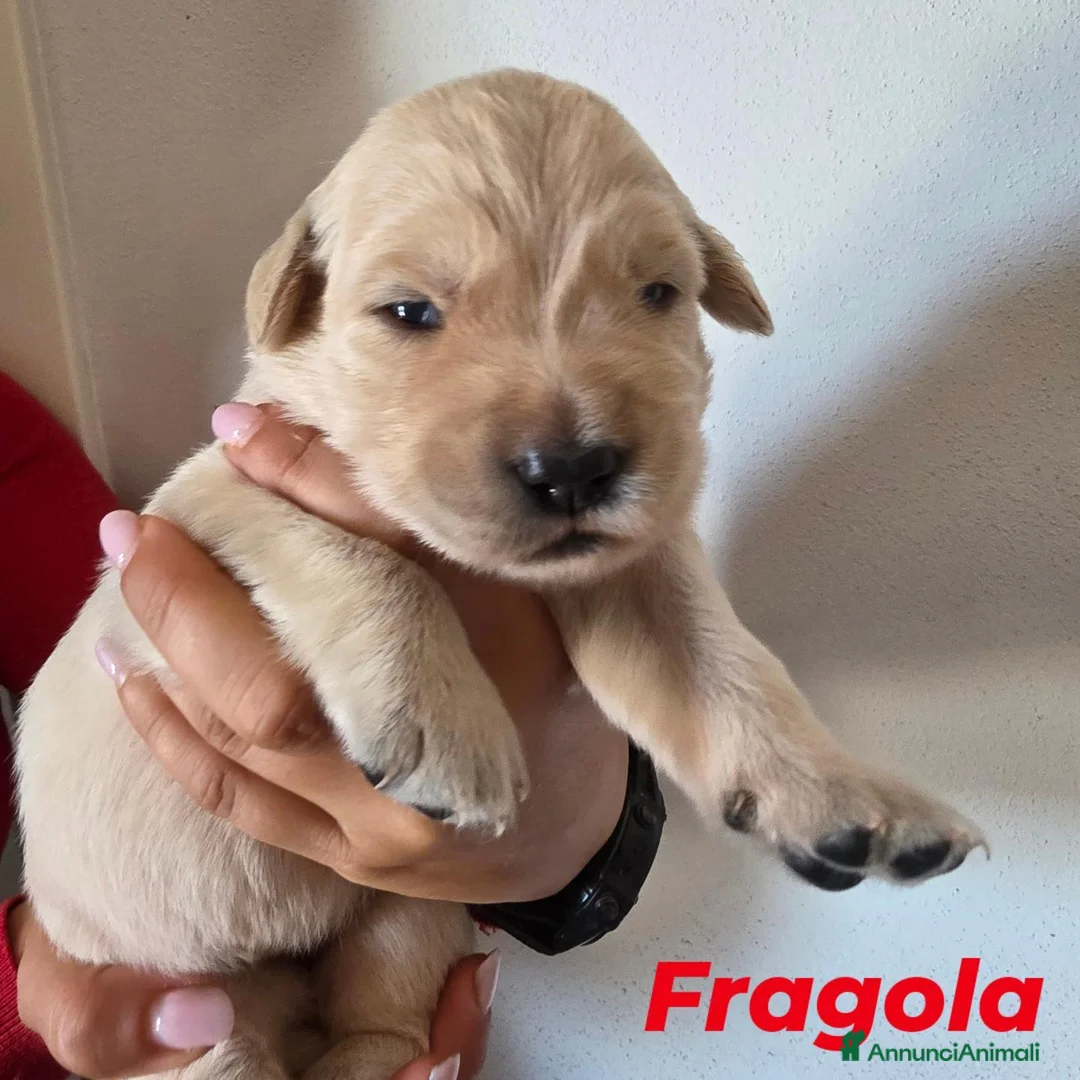 Golden Retriever cani in vendita: Cuccioli Golden Retriever a Provincia di Savona - Annuncio 10