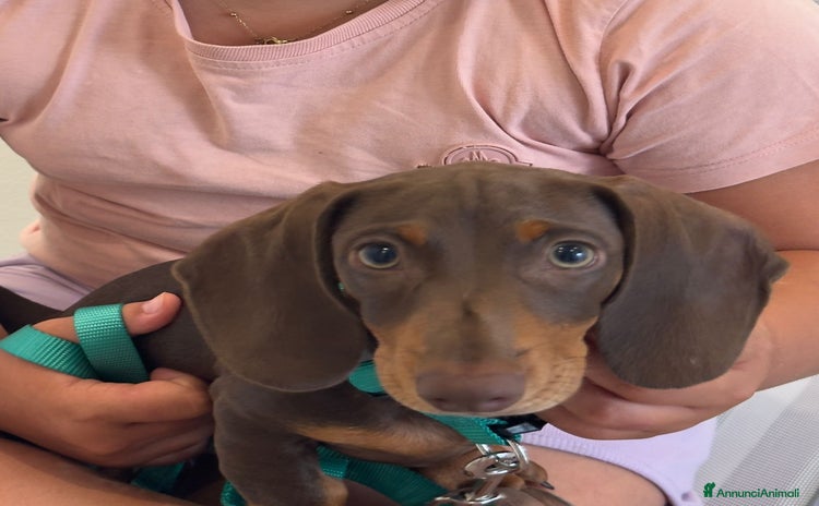 Bassotto cani a Provincia di Lucca - Annuncio 12