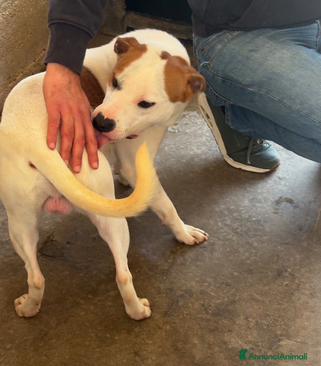 Staffordshire cani in regalo: IGOR, dolcissimo mix STAFFY! - Annuncio 4