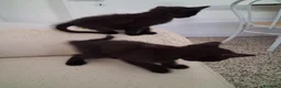 Meticcio gatti in regalo: Regalo gattini neri a Provincia di Ferrara - Annuncio 3
