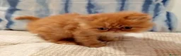 Persiano gatti in vendita: Gattini persiani - Annuncio 5