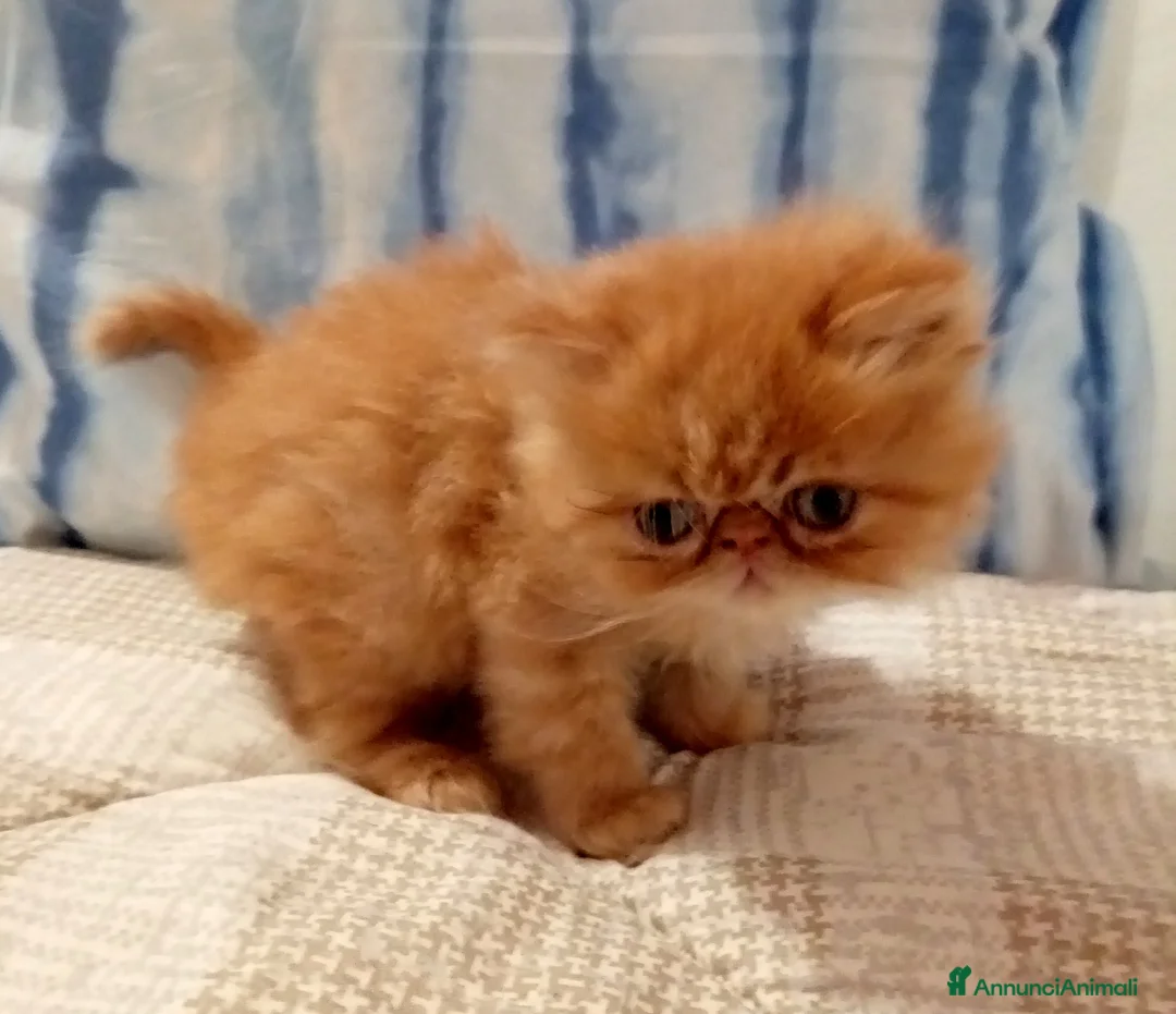Persiano gatti in vendita: Gattini persiani - Annuncio 5