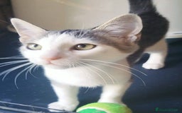 Europeo gatti in regalo: MICINO 60 GG. DOLCISSIMO CERCA CASA - Immagine 4