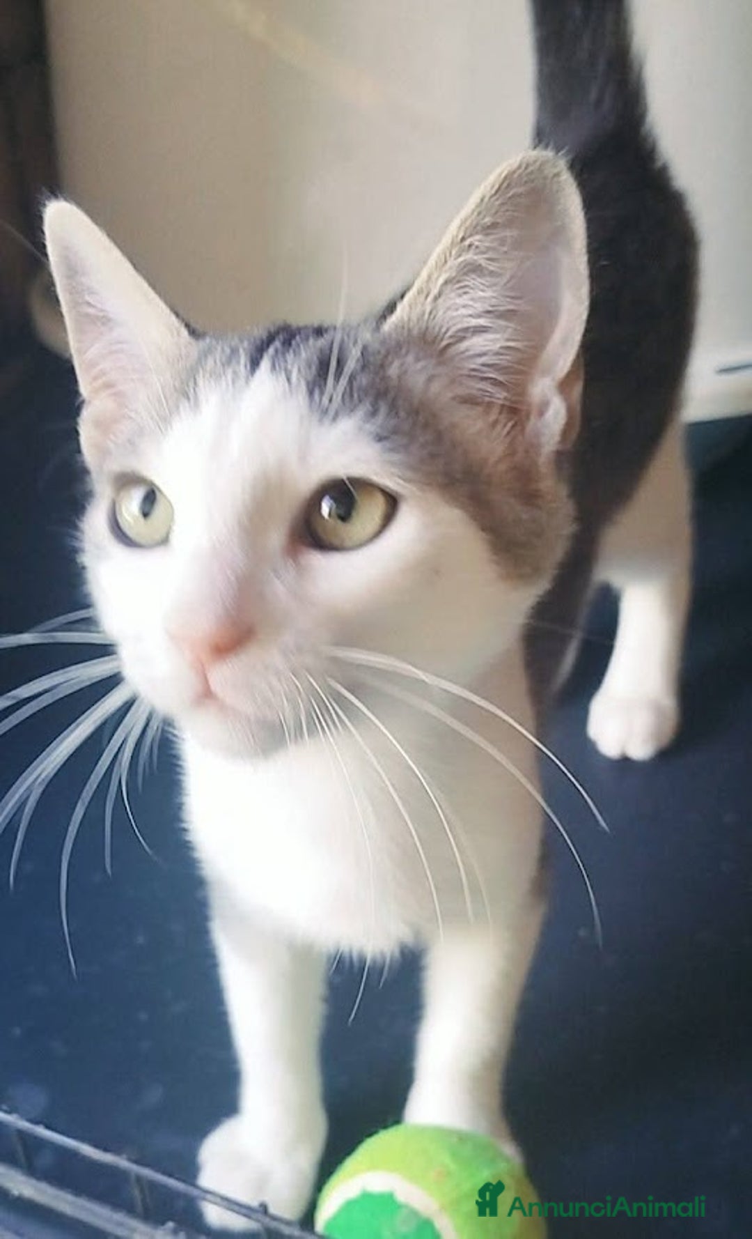 Europeo gatti in regalo: MICINO 60 GG. DOLCISSIMO CERCA CASA - Annuncio 4