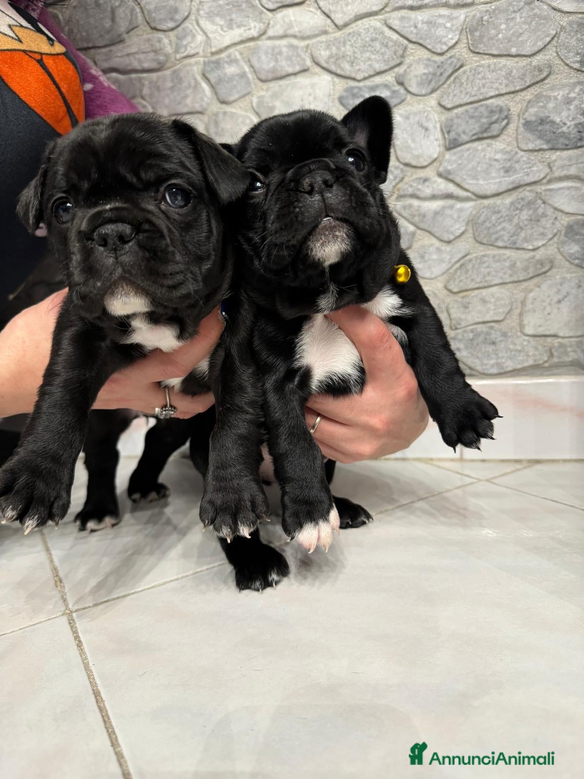 Bulldog Francese cani Ultime 2 Bulldog Francesi  - Annuncio 1
