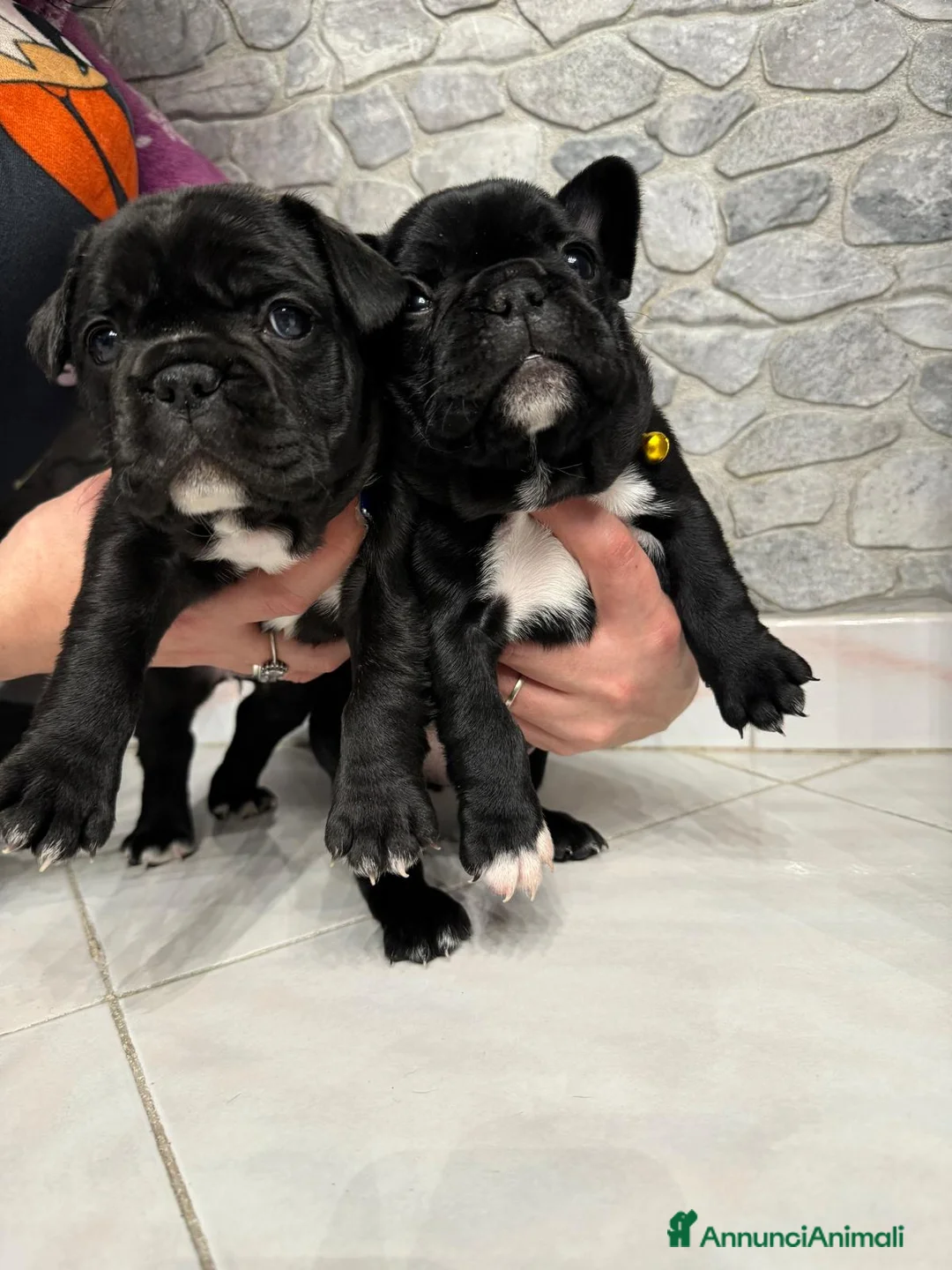 Bulldog Francese cani in vendita: Ultime 2 Bulldog Francesi  - Annuncio 1