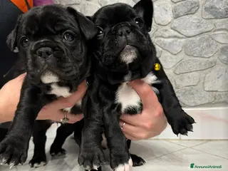 Bulldog Francese cani Ultime 2 Bulldog Francesi - Annuncio 1
