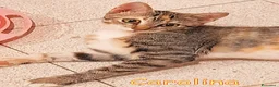 Europeo gatti in regalo: C'era una volta una TIGRATINA - Annuncio 4