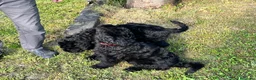 Terrier Nero Russo cani in vendita: Disponibili 4 maschi Terrier nero russi - Annuncio 8