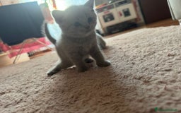 Scottish gatti in vendita: Scottish blu pointer straight  a Provincia di Gorizia - Immagine 12