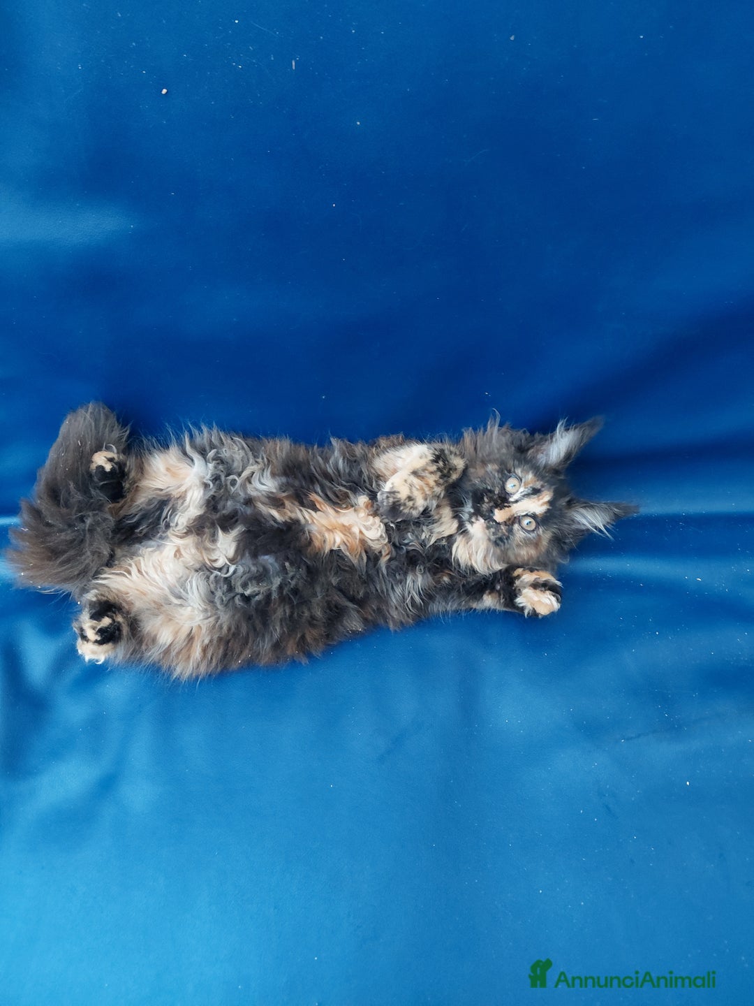 Maine Coon gatti in vendita: Maine coon  - Annuncio 2