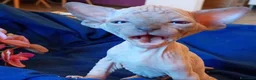 Sphynx gatti in vendita: Cuccioli di sphynx con pedigree  - Annuncio 3