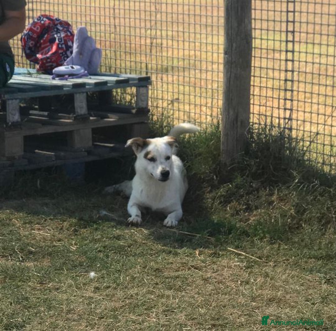 Bassotto cani in regalo: Lisa, piccola e dolce simil bassotta a Provincia di Latina - Annuncio 8