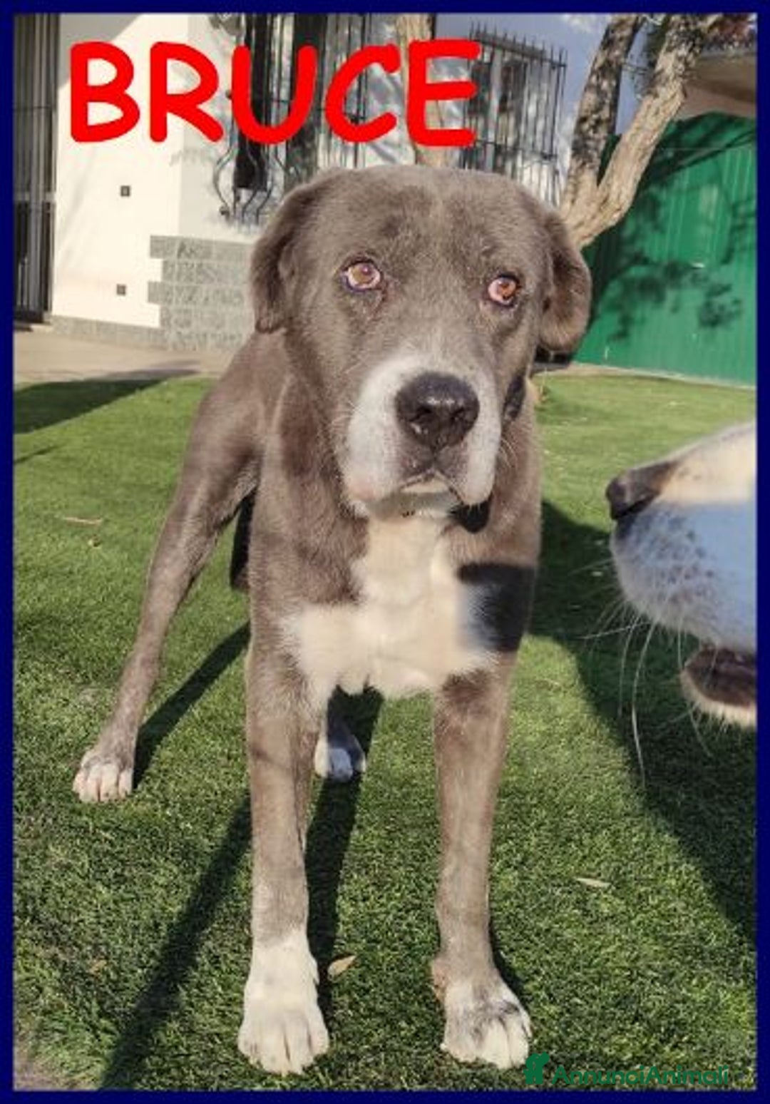 Meticcio cani in regalo: BRUCE ha vissuto l'inferno! Dolcissimo - Annuncio 3