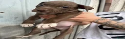 Pitbull cani in vendita: CUCCIOLI PITBULL  a Provincia di Pescara - Annuncio 3