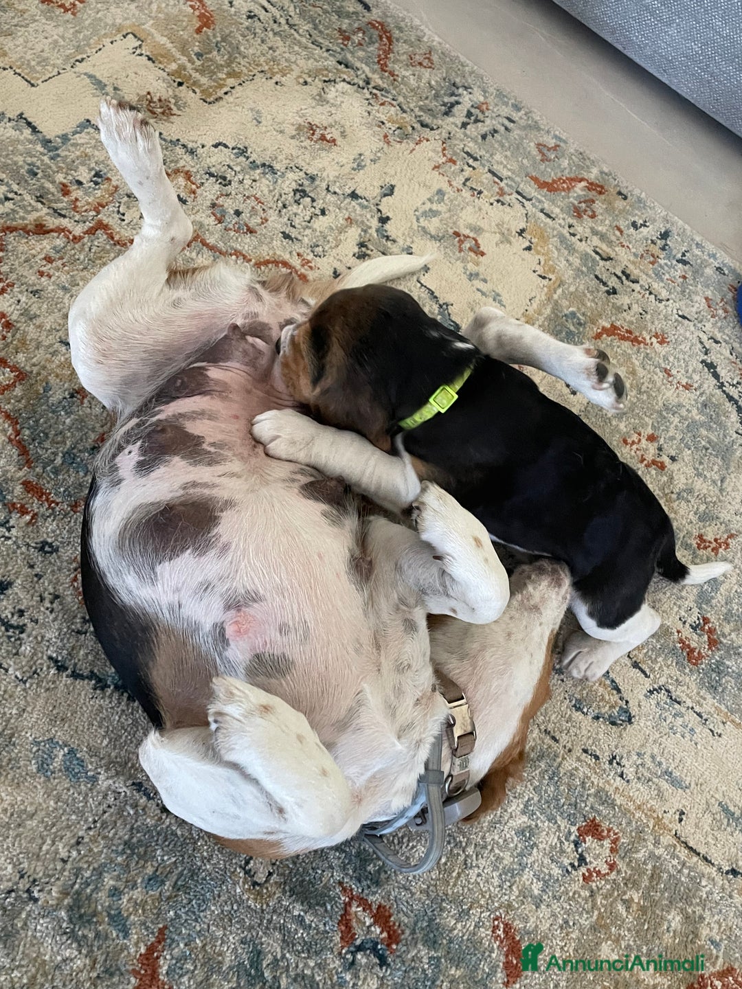 Beagle cani in vendita: Cuccioli di beagle a Provincia di Rimini - Immagine 2