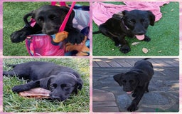 Meticcio cani in regalo: SIBILLA ASPETTA UNA MAMMA  a Provincia di Varese - Immagine 5