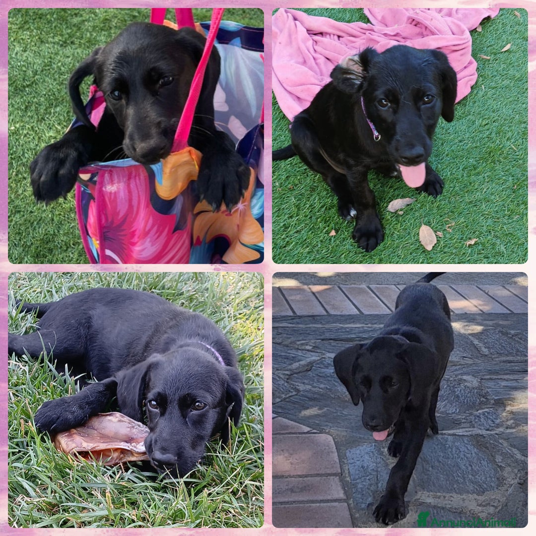 Meticcio cani in regalo: SIBILLA ASPETTA UNA MAMMA  a Provincia di Varese - Immagine 5