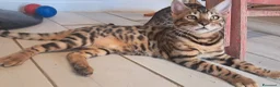 Bengala gatti in vendita: Cuccioli brown tre mesi a Provincia di Modena - Annuncio 6