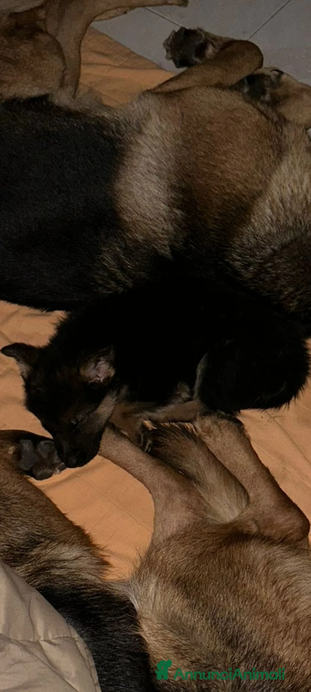 Pastore Tedesco cani in vendita: Vendo cucciolo di Pastore Tedesco con Pedigree  - Annuncio 3