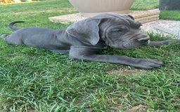Cane Corso cani in vendita: Bellissimo cucciolo grigio di cane corso  a Provincia di Verona - Immagine 6