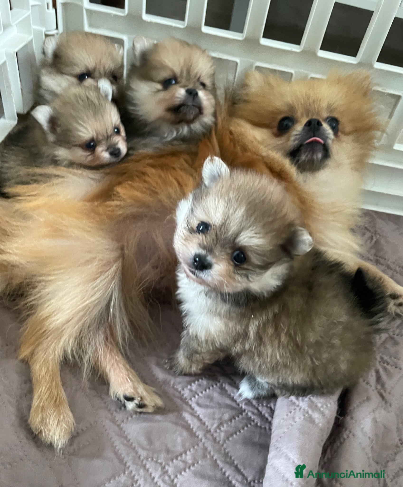Volpino Pomerania cani Spitz di Pomerania - Annuncio 1