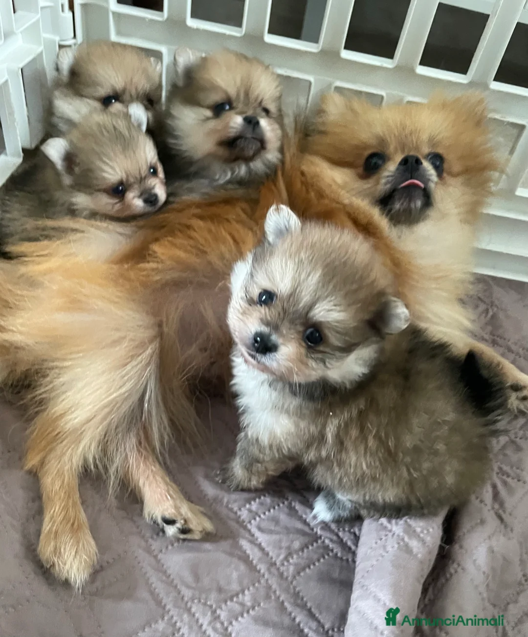 Volpino Pomerania cani in vendita: Spitz di Pomerania - Annuncio 1